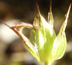 Long-stalked Crane's-bill