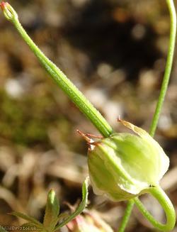 Long-stalked Crane's-bill