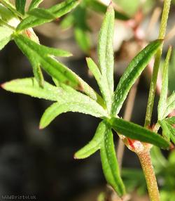 Long-stalked Crane's-bill