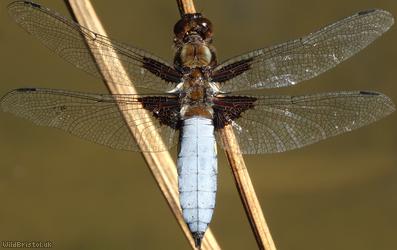 image for Broad-bodied Chaser