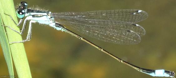 image for Blue-tailed Damselfly