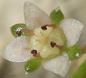 image for New Zealand Pigmyweed