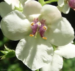 Moth Mullein