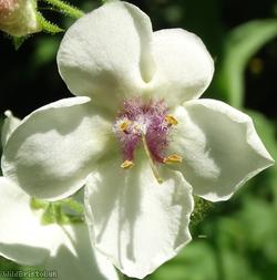 Moth Mullein