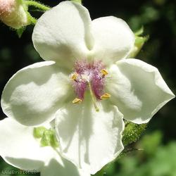 Moth Mullein