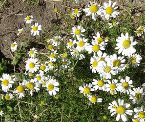 Scentless Mayweed