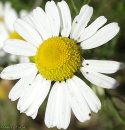 image for Scentless Mayweed