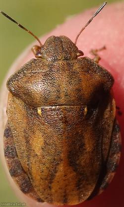 Tortoise Bug