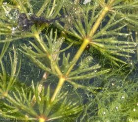 Rigid Hornwort