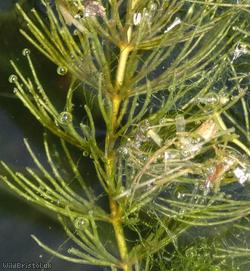 Rigid Hornwort