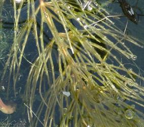 Rigid Hornwort