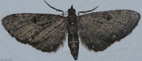image for White-spotted Pug