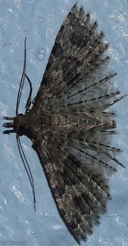 image for Twenty-plume Moth