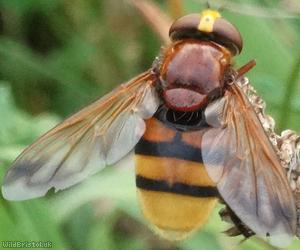 Hornet Hoverfly