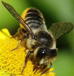 Patchwork Leafcutter Bee