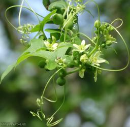 White Bryony