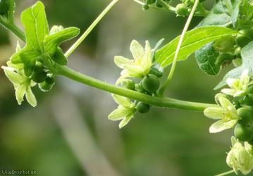 White Bryony