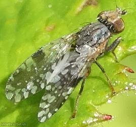 Tephritis neesii