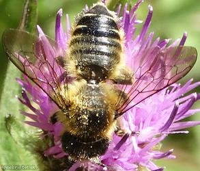 Patchwork Leafcutter Bee
