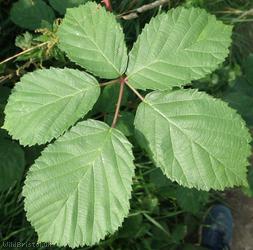 image for Giant Bramble
