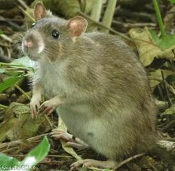 image for Mice, Rats, Shrews and Voles
