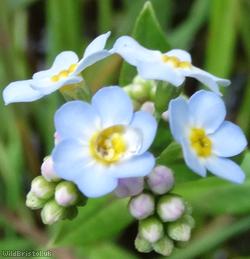 Water Forget-me-not