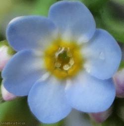 Water Forget-me-not