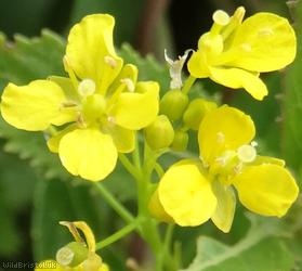 image for Austrian Yellow-cress