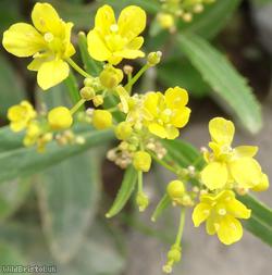 Austrian Yellow-cress