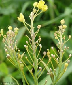 Austrian Yellow-cress