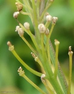 Austrian Yellow-cress