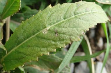 Austrian Yellow-cress
