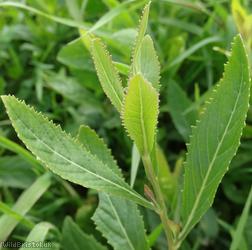 Austrian Yellow-cress