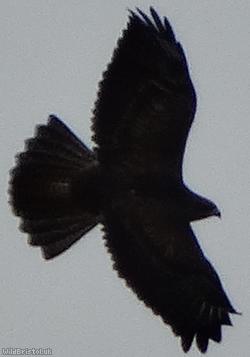 image for Common Buzzard