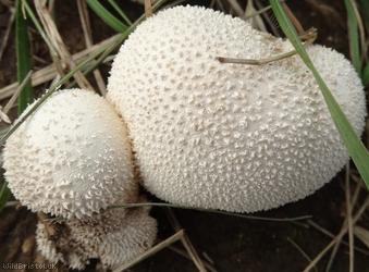 image for Common Puffball