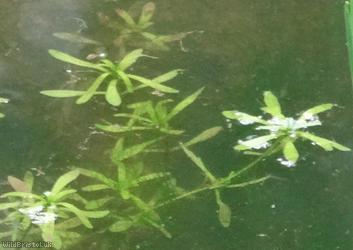 image for Water Starwort ?