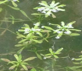 Water Starwort ?