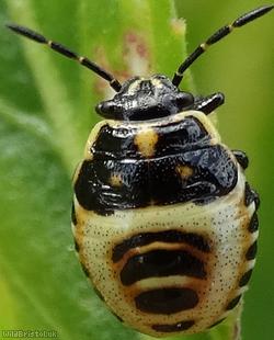 image for Brassica Shieldbug