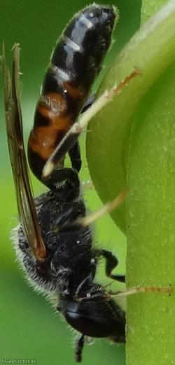 Bloomed Furrow Bee
