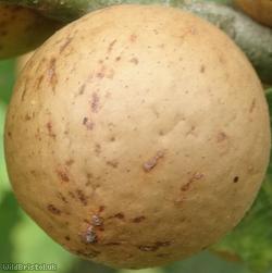 image for Oak Marble Gall Wasp