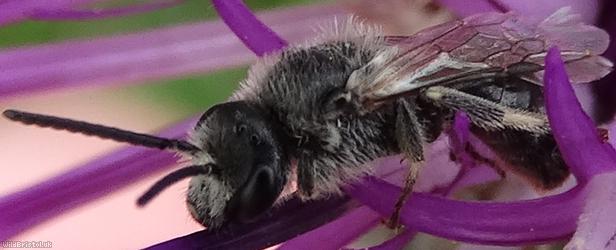 White-zoned Furrow Bee