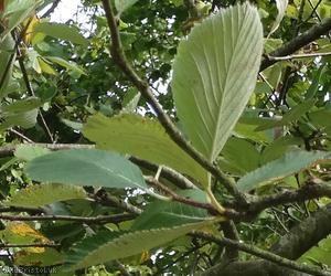 image for Grey-leaved Whitebeam