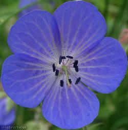 image for Meadow Crane's-bill