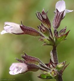 image for Common Calamint