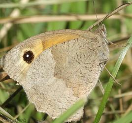 image for Meadow Brown