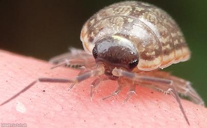image for Common Striped Woodlouse