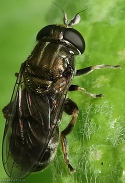 image for Rural Lesser Bulb-fly