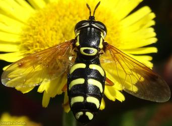 image for Hook-banded Wasp Hoverfly