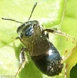 Blue Carpenter-bee