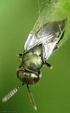 Chalcid Wasp Unidentified 1